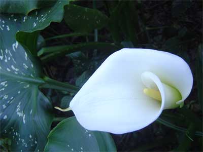 Cocoon philosophy tantra massage Cocoon Philosophy tantra massage